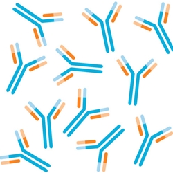 Anti-Zika Virus Envelope (E) Protein Antibody
