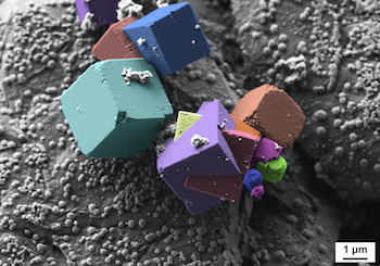 winners-zeiss-microscopy-image-contest-announced
