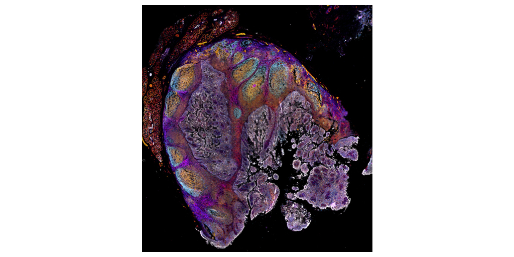 Stained tonsil tissue captured using the EVOS S1000 Spatial Imaging System