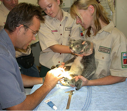 A koala in the cryopreservation program