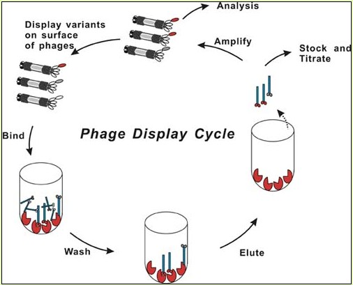 phage display cycle