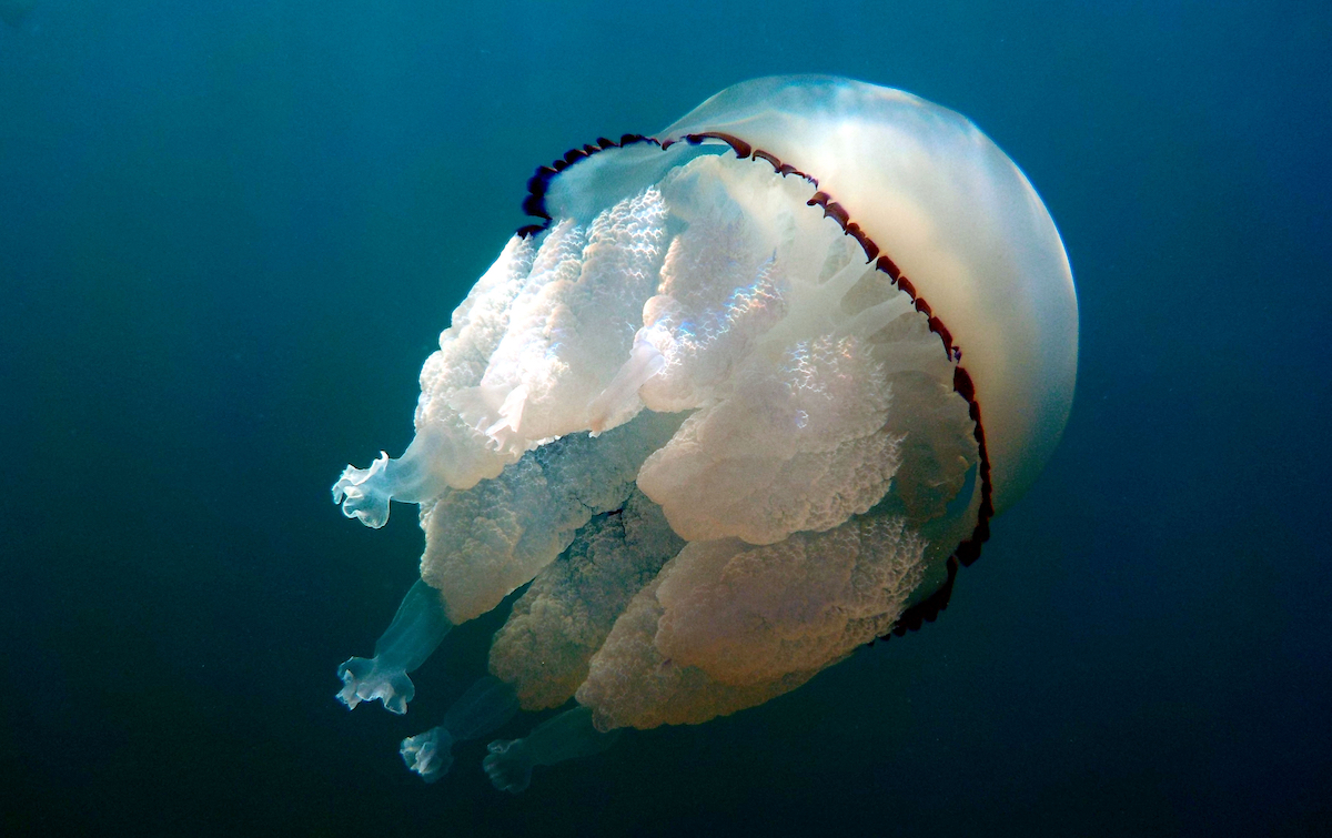 jellyfish-collagen-set-revolutionise-vitro-cell-culture