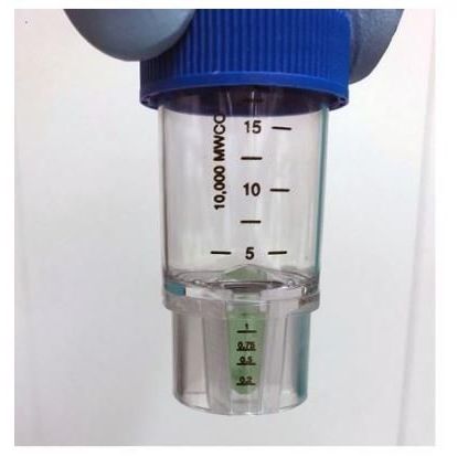 Tube containing the green coloured COVID-19 protein, with the colour the result of the spike binding with biliverdin.