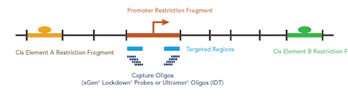 Untangling the Web of Gene Expression