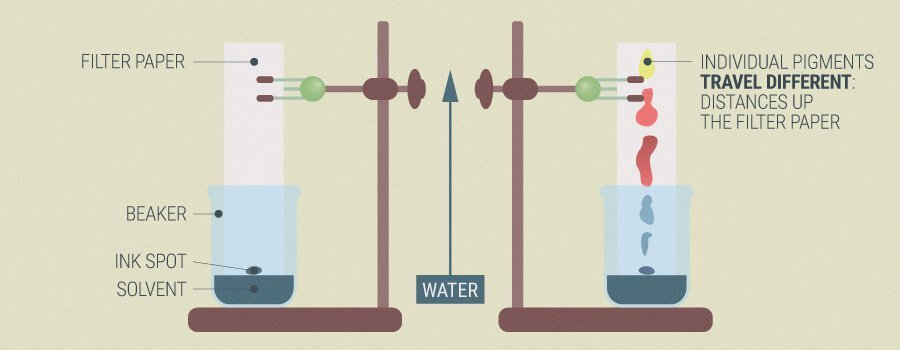 Chromatography-in-Cannabis-Testing