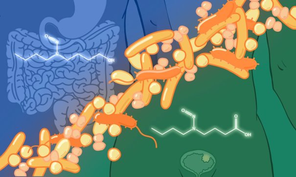 gut-microbes-implicated-bladder-cancer