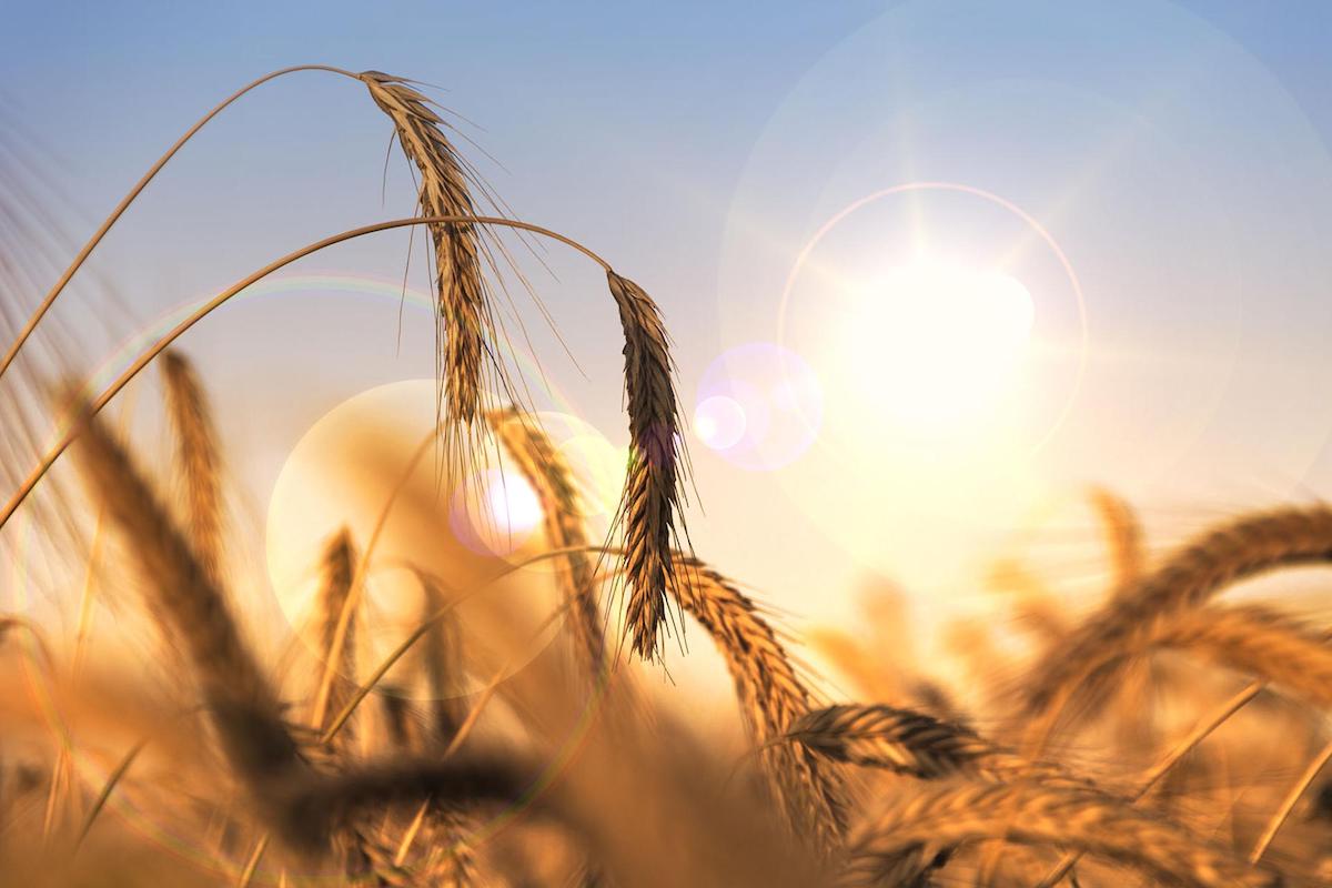 exotic-wheat-dna-could-help-breed-climateproof-crops