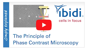 phase-contrast-microscopy-finally-simple-explanation