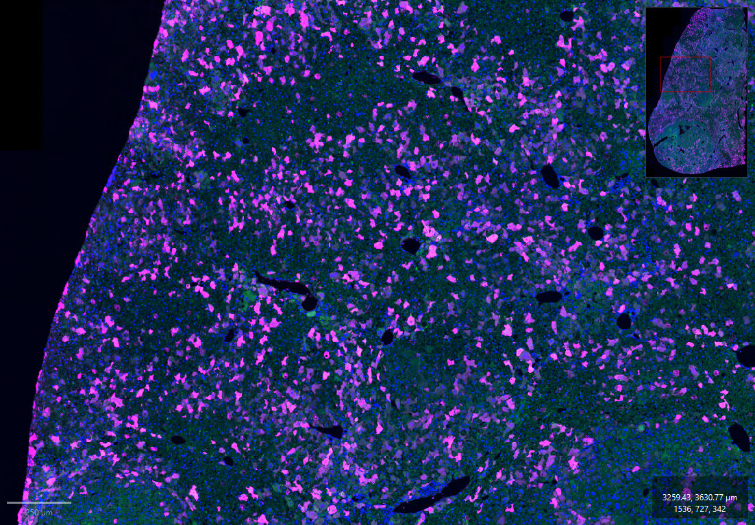 NEW AffiniPure® Rabbit Anti-GFP Antibodies from Jackson ImmunoResearch