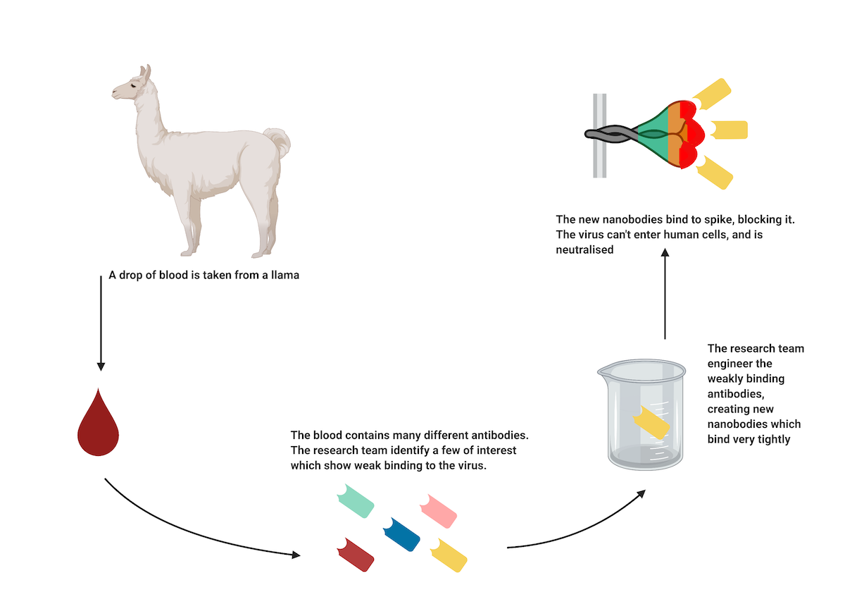 llama-antibodies-have-significant-potential-as-potent