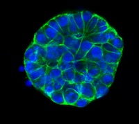  Organoid Growth and Harvesting