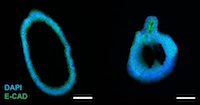 Organoid Handbook