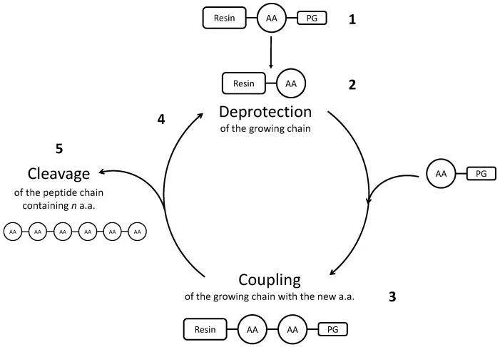 synthetic-peptide-purification-using-preparative-lcms