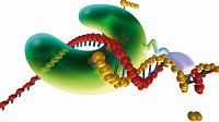 Phusion High-Fidelity DNA Polymerase