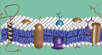 Proteoglycan and Glycosaminoglycan 