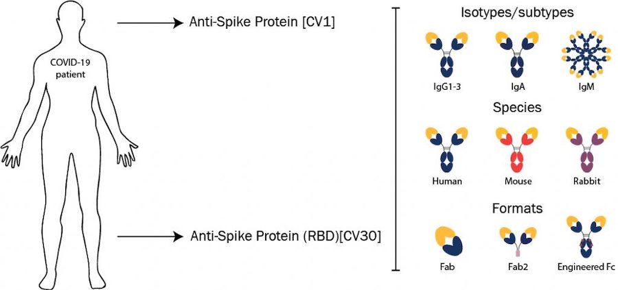 absolute-antibody-offers-sars-cov-2-neutralizing