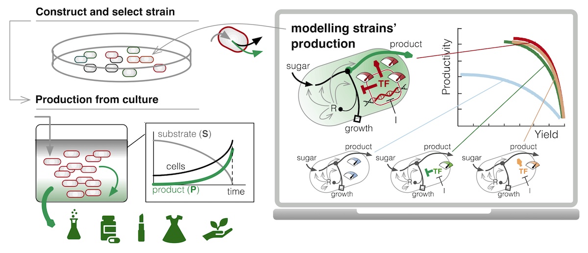 systems-engineering-cell-factories-almost-doubles