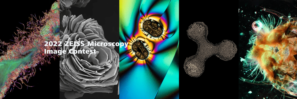 winners-2022-zeiss-microscopy-image-contest-announced