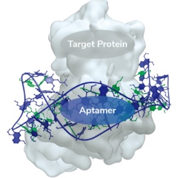 aptamers-targeting-sarscov2-proteins