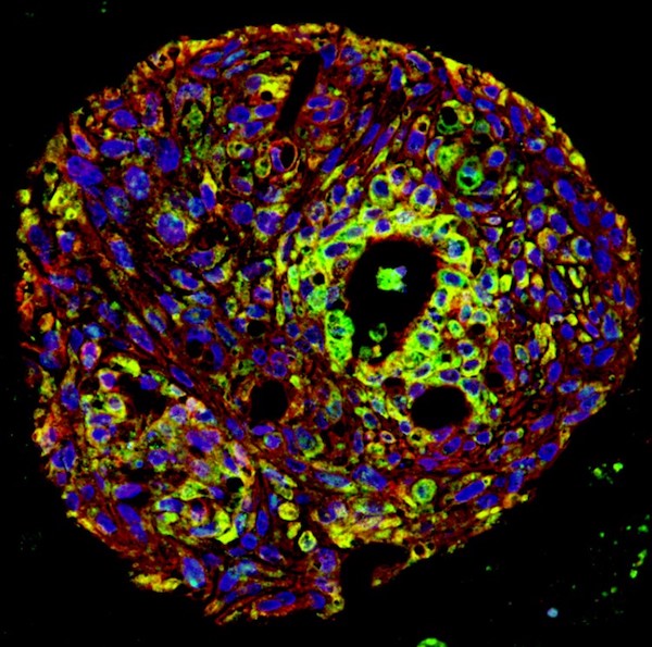 organoid-cryopreservation-handbook