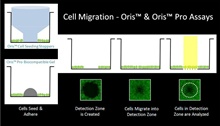 Oris™ Cell Migration Assay 