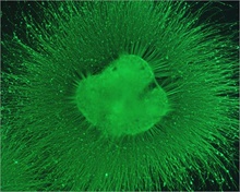 Potent Reagent for Reliable Stem Cell Differentiation