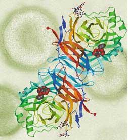 Protein Standards for Mass Spectrometry Analysis