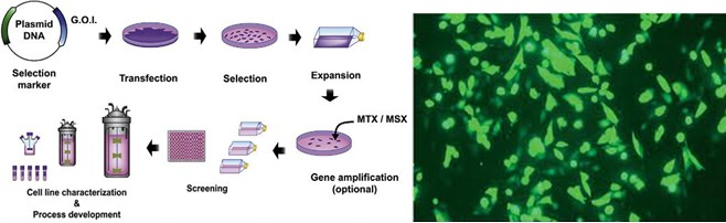 table cell line generation-Creative Biogene