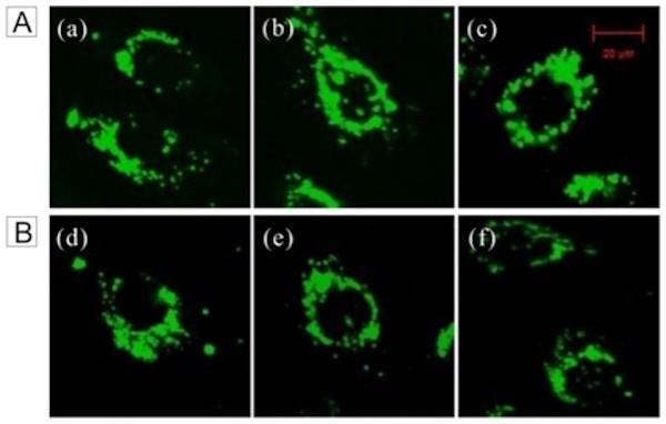 New Silica Particles for Researchers