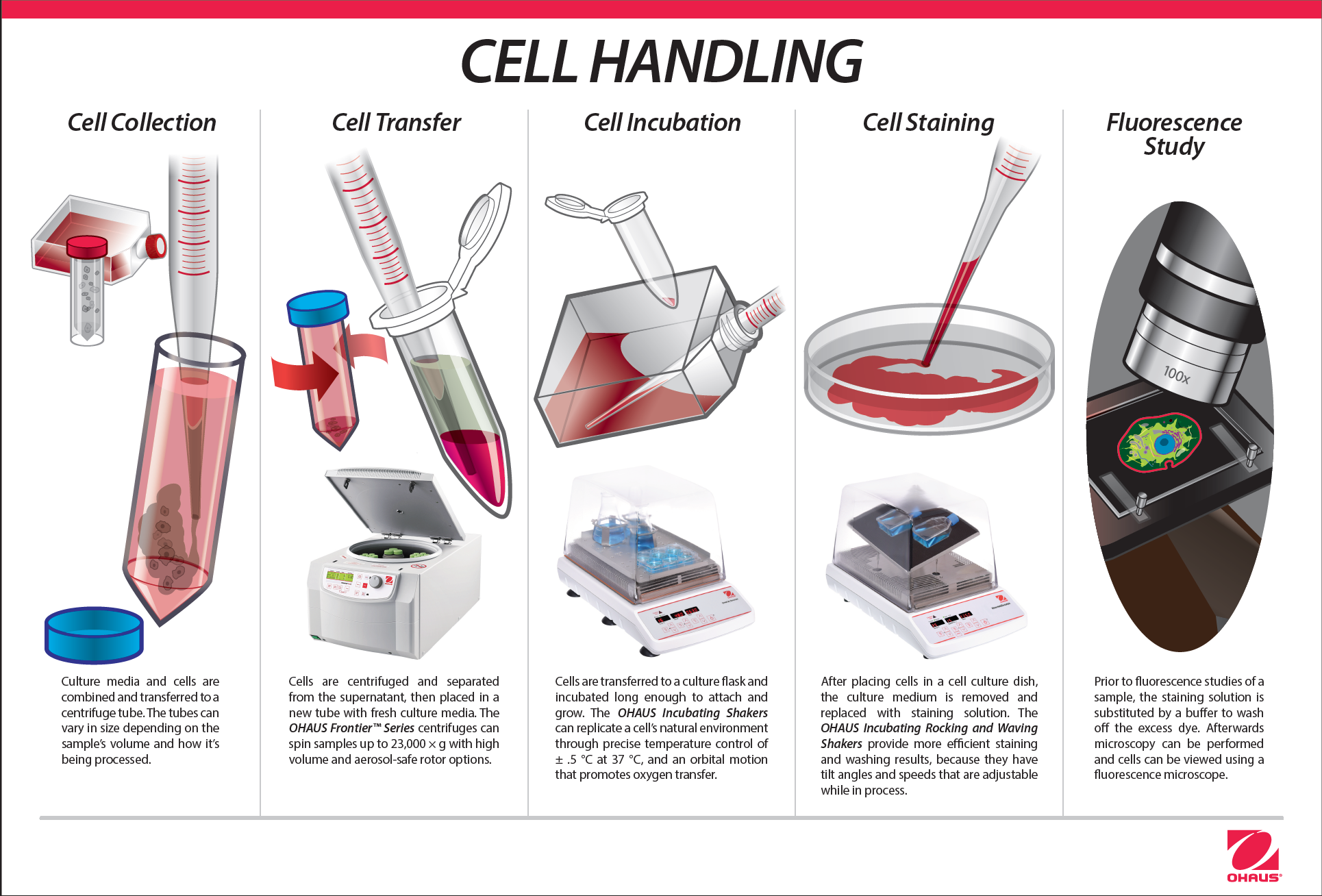 What Is Cell In Culture at Tim Malcolm blog